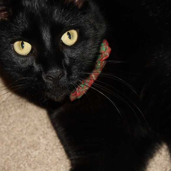 Meet your Posher, Lori - Picture 2 of 4